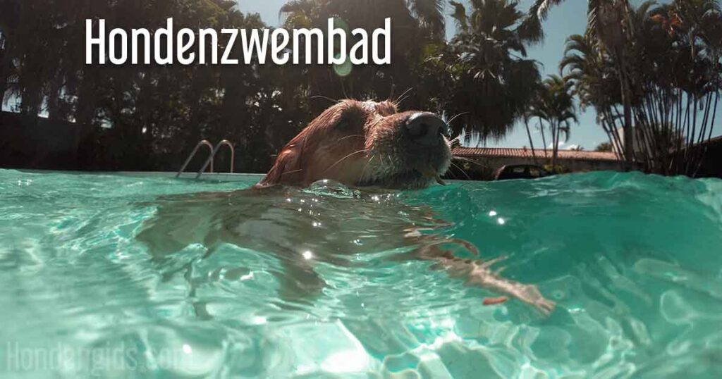 hondenzwembad afkoeling water hondengids