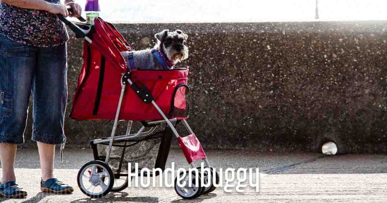 de beste hondenbuggy