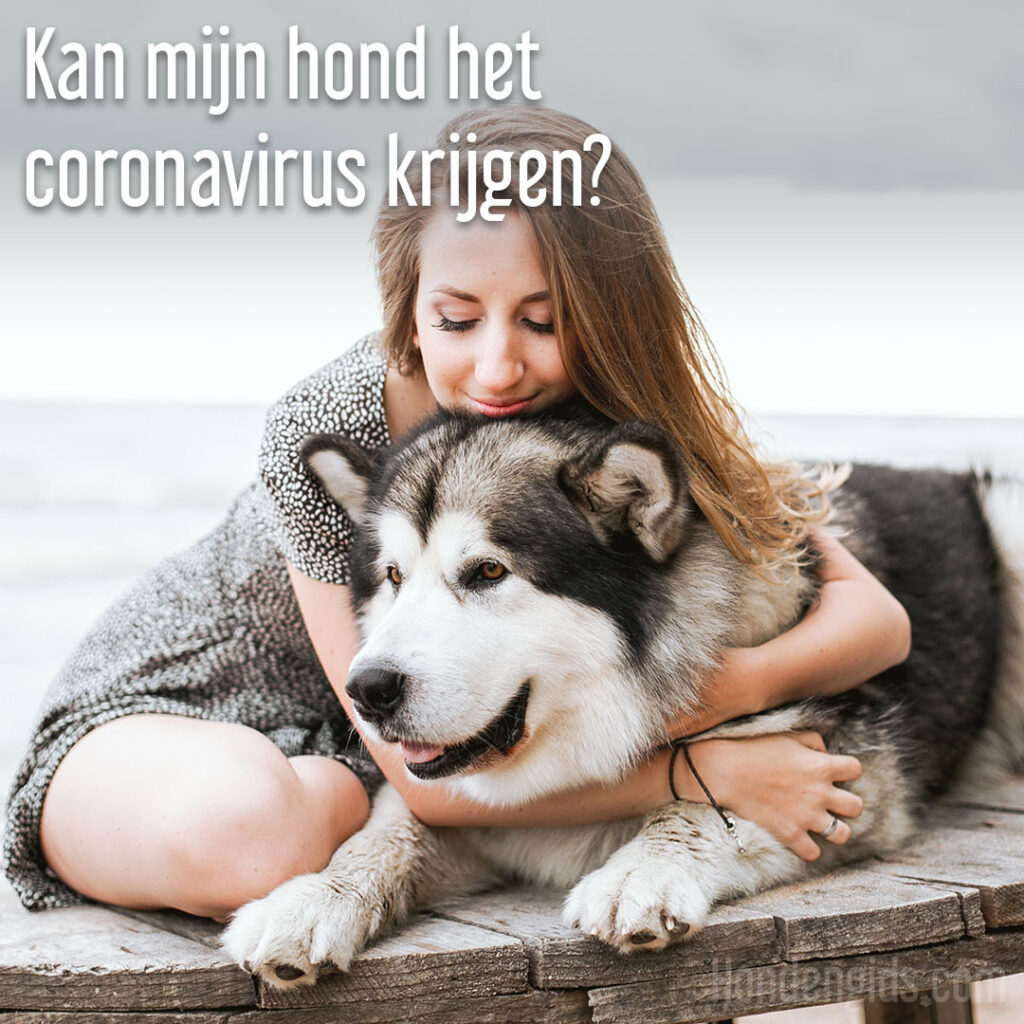 Hondengids kan mijn hond het coronavirus krijgen