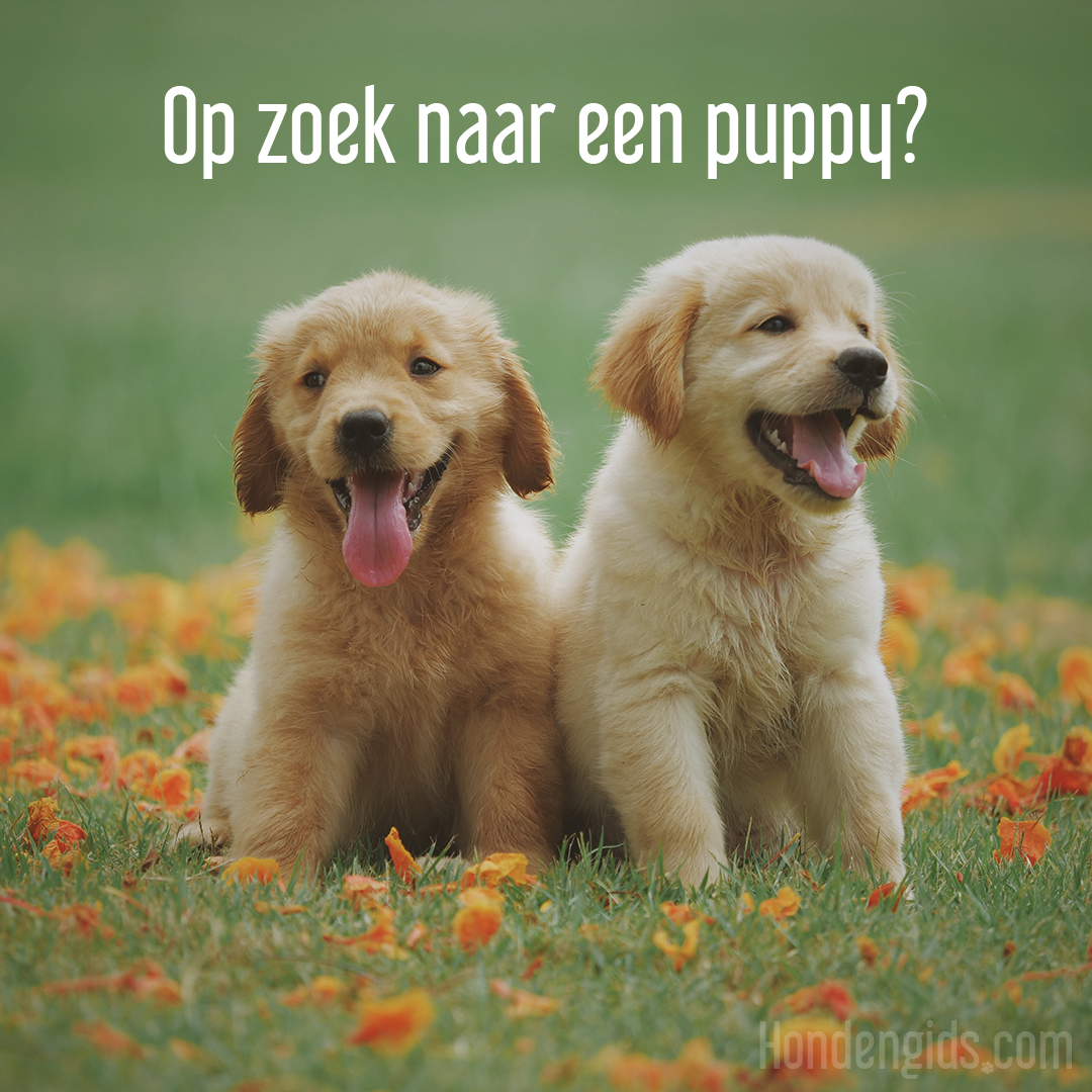 op zoek naar een puppy? puppy gezocht