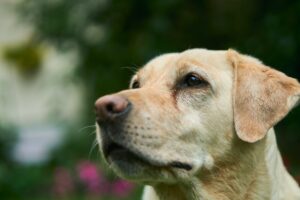 Labrador Retriever alles over het ras