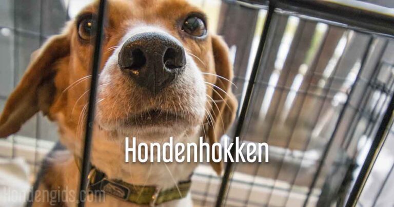 de beste hondenhokken hondengids