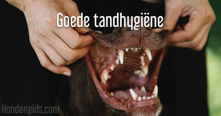 goede tandhygiene bij je hond - kauwen poetsen hondensnacks - hondengids