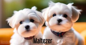 maltezer hondenras hondengids