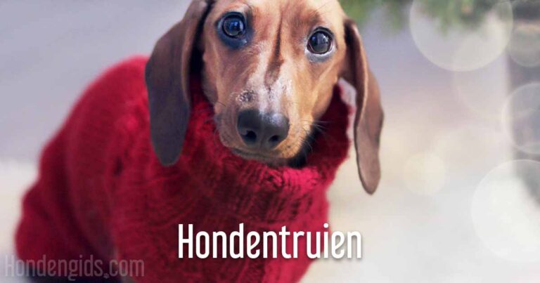 stijlvolle en grappige hondentruien
