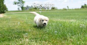 waarom eten honden gras hondengids